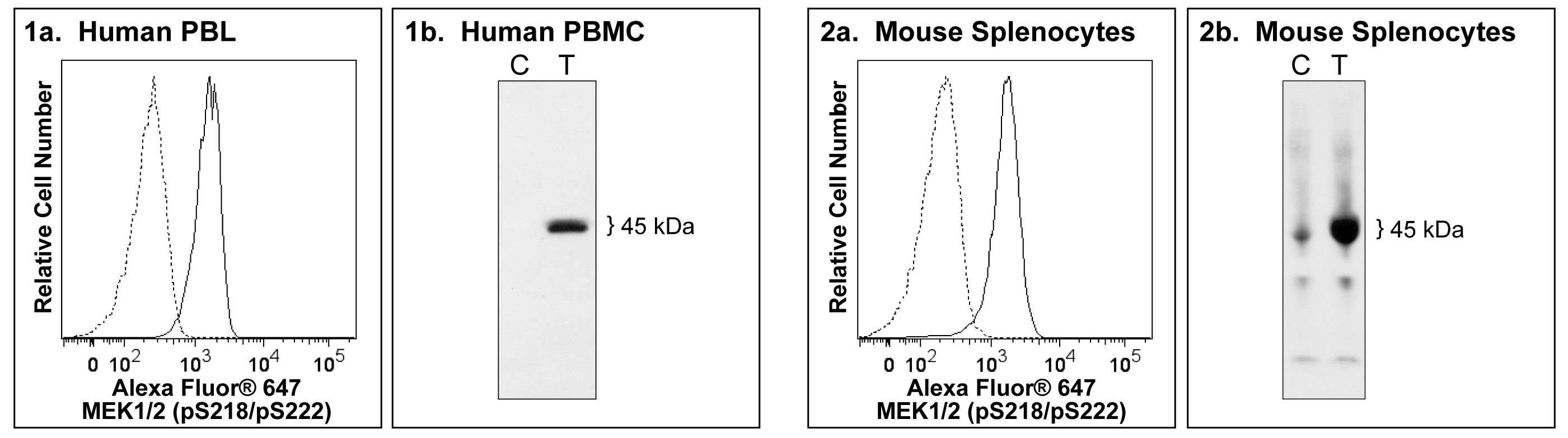 A647_MEK12_pS218pS222_F_Fig.png